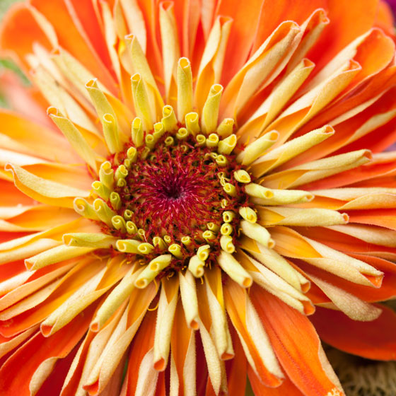 Geel-oranje zinnia.